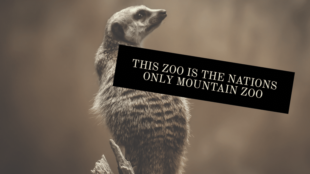 Takes you to blog article- Nations only Mountain Zoo