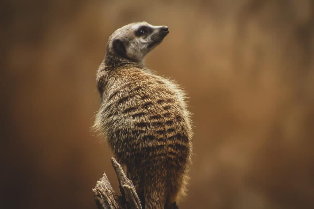 This Meerkat calls the Cheyenne Mountain zoo home