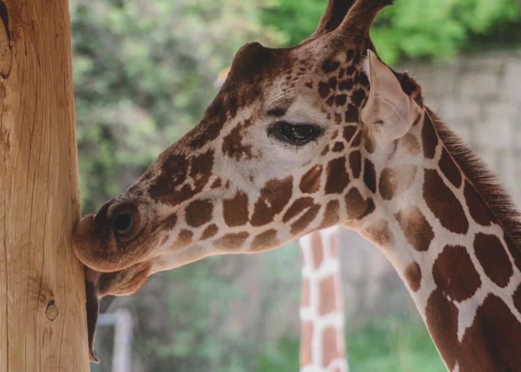 Giraffe at the Cheyenne Mountain Zoo 