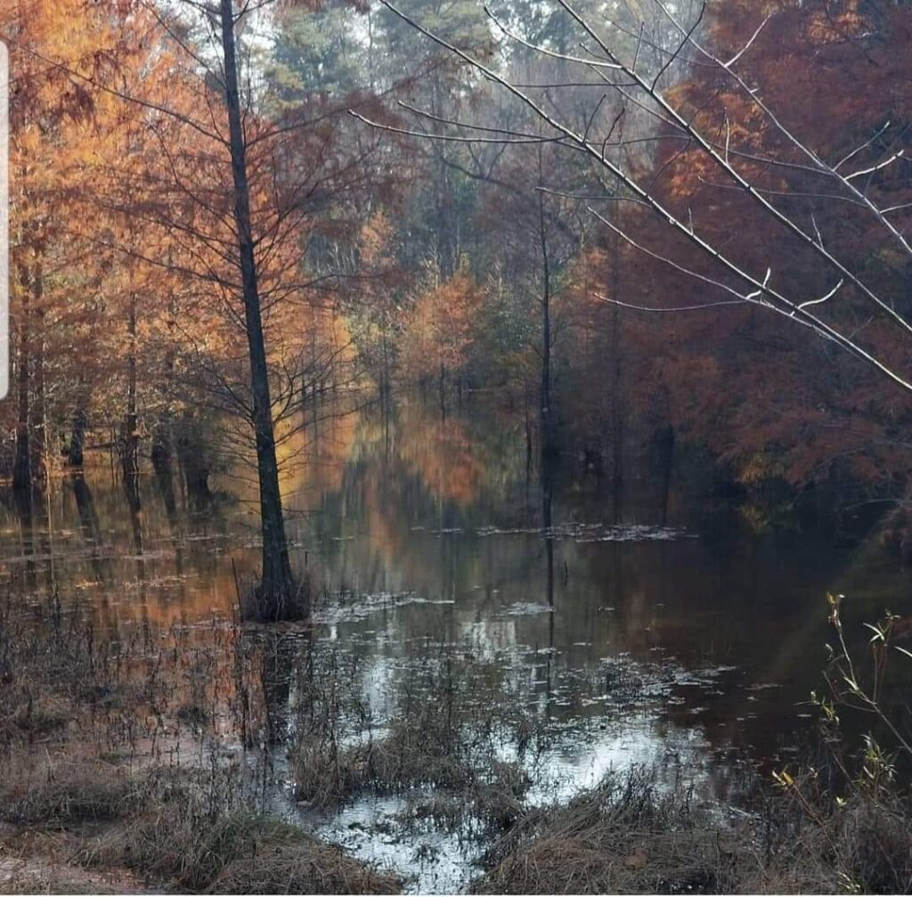 Fall Foliage in Kentucky- Bernheim Arboretum and Research Forest